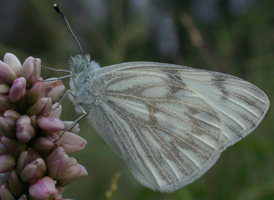 Checkered White
